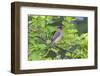 Cedar waxwing in eating serviceberry in serviceberry bush, Marion County, Illinois.-Richard & Susan Day-Framed Photographic Print