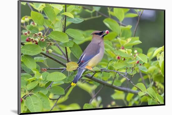 Cedar waxwing in eating serviceberry in serviceberry bush, Marion County, Illinois.-Richard & Susan Day-Mounted Photographic Print