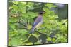 Cedar waxwing in eating serviceberry in serviceberry bush, Marion County, Illinois.-Richard & Susan Day-Mounted Photographic Print