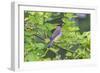 Cedar waxwing in eating serviceberry in serviceberry bush, Marion County, Illinois.-Richard & Susan Day-Framed Photographic Print