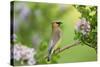 Cedar Waxwing on Lilac Bush Marion, Illinois, Usa-Richard ans Susan Day-Stretched Canvas