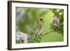 Cedar Waxwing on Lilac Bush Marion, Illinois, Usa-Richard ans Susan Day-Framed Photographic Print