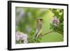 Cedar Waxwing on Lilac Bush Marion, Illinois, Usa-Richard ans Susan Day-Framed Photographic Print