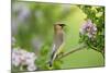 Cedar Waxwing on Lilac Bush Marion, Illinois, Usa-Richard ans Susan Day-Mounted Photographic Print