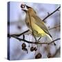 Cedar Waxwing Tosses Up a Fruit from a Flowering Crab Tree at the Town Hall-null-Stretched Canvas