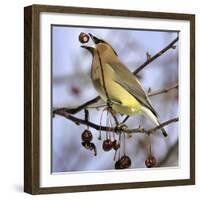 Cedar Waxwing Tosses Up a Fruit from a Flowering Crab Tree at the Town Hall-null-Framed Photographic Print