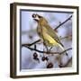 Cedar Waxwing Tosses Up a Fruit from a Flowering Crab Tree at the Town Hall-null-Framed Photographic Print