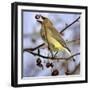 Cedar Waxwing Tosses Up a Fruit from a Flowering Crab Tree at the Town Hall-null-Framed Photographic Print