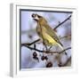 Cedar Waxwing Tosses Up a Fruit from a Flowering Crab Tree at the Town Hall-null-Framed Photographic Print