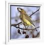 Cedar Waxwing Tosses Up a Fruit from a Flowering Crab Tree at the Town Hall-null-Framed Photographic Print