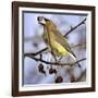 Cedar Waxwing Tosses Up a Fruit from a Flowering Crab Tree at the Town Hall-null-Framed Photographic Print