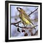 Cedar Waxwing Tosses Up a Fruit from a Flowering Crab Tree at the Town Hall-null-Framed Photographic Print