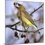 Cedar Waxwing Tosses Up a Fruit from a Flowering Crab Tree at the Town Hall-null-Mounted Photographic Print