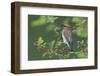 Cedar waxwing with berry-Ken Archer-Framed Photographic Print