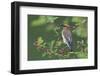 Cedar waxwing with berry-Ken Archer-Framed Photographic Print