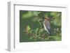 Cedar waxwing with berry-Ken Archer-Framed Photographic Print