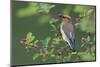 Cedar waxwing with berry-Ken Archer-Mounted Photographic Print