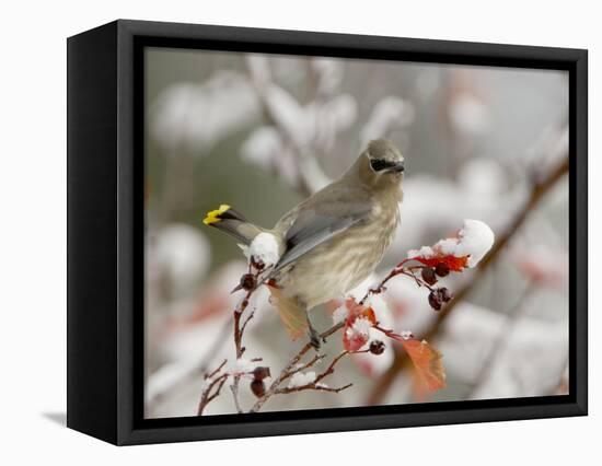 Cedar Waxwing, Young on Hawthorn with Snow, Grand Teton National Park, Wyoming, USA-Rolf Nussbaumer-Framed Stretched Canvas