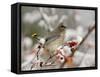 Cedar Waxwing, Young on Hawthorn with Snow, Grand Teton National Park, Wyoming, USA-Rolf Nussbaumer-Framed Stretched Canvas