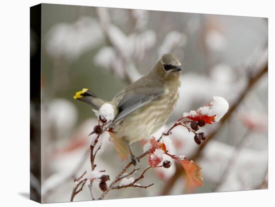 Cedar Waxwing, Young on Hawthorn with Snow, Grand Teton National Park, Wyoming, USA-Rolf Nussbaumer-Stretched Canvas