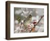 Cedar Waxwing, Young on Hawthorn with Snow, Grand Teton National Park, Wyoming, USA-Rolf Nussbaumer-Framed Premium Photographic Print