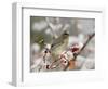 Cedar Waxwing, Young on Hawthorn with Snow, Grand Teton National Park, Wyoming, USA-Rolf Nussbaumer-Framed Premium Photographic Print