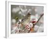 Cedar Waxwing, Young on Hawthorn with Snow, Grand Teton National Park, Wyoming, USA-Rolf Nussbaumer-Framed Photographic Print