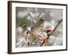 Cedar Waxwing, Young on Hawthorn with Snow, Grand Teton National Park, Wyoming, USA-Rolf Nussbaumer-Framed Photographic Print