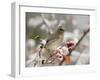 Cedar Waxwing, Young on Hawthorn with Snow, Grand Teton National Park, Wyoming, USA-Rolf Nussbaumer-Framed Photographic Print