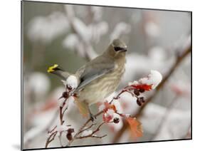 Cedar Waxwing, Young on Hawthorn with Snow, Grand Teton National Park, Wyoming, USA-Rolf Nussbaumer-Mounted Photographic Print
