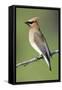 Cedar Waxwing-null-Framed Stretched Canvas