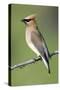 Cedar Waxwing-null-Stretched Canvas