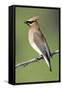 Cedar Waxwing-null-Framed Stretched Canvas