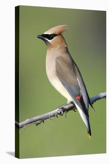 Cedar Waxwing-null-Stretched Canvas