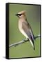 Cedar Waxwing-null-Framed Stretched Canvas