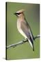 Cedar Waxwing-null-Stretched Canvas