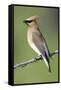 Cedar Waxwing-null-Framed Stretched Canvas