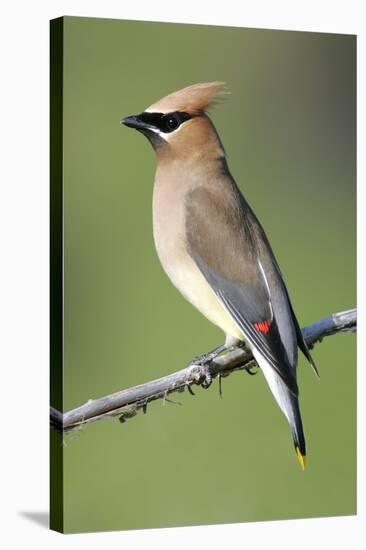 Cedar Waxwing-null-Stretched Canvas