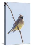 Cedar Waxwing-Gary Carter-Stretched Canvas