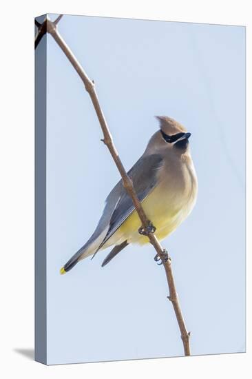 Cedar Waxwing-Gary Carter-Stretched Canvas