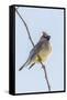 Cedar Waxwing-Gary Carter-Framed Stretched Canvas