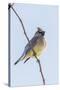 Cedar Waxwing-Gary Carter-Stretched Canvas