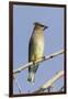 Cedar Waxwing-Hal Beral-Framed Premium Photographic Print