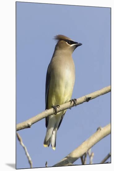 Cedar Waxwing-Hal Beral-Mounted Premium Photographic Print