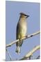 Cedar Waxwing-Hal Beral-Mounted Premium Photographic Print