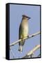 Cedar Waxwing-Hal Beral-Framed Stretched Canvas