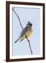 Cedar Waxwing-Gary Carter-Framed Photographic Print