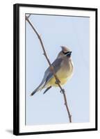 Cedar Waxwing-Gary Carter-Framed Photographic Print