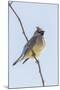 Cedar Waxwing-Gary Carter-Mounted Photographic Print