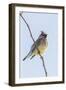 Cedar Waxwing-Gary Carter-Framed Photographic Print